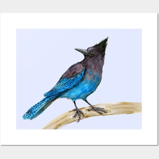 Steller's jay watercolor Posters and Art